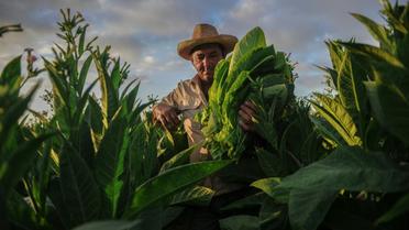 Un paysan cubain récolte des feuilles de tabac dans une plantation de San Juan y Martinez, le 24 février 2018 à Pinar del Río [Yamil LAGE / AFP]