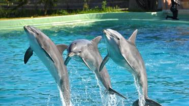 Des dauphins lors d'un spectacle au zoo de Port-Saint-Père, le 14 octobre 2017 [LOIC VENANCE / AFP/Archives]