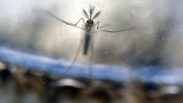 Des larves de moustiques Aedes Aegypti, photographiées dans un laboratoire du ministère de la Santé à El Salvador (San Salvador), le 7 février 2016 [MARVIN RECINOS / AFP/Archives]