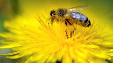 Une abeille butine une fleur de pissenlit  [PATRICK SEEGER / DPA/AFP/Archives]