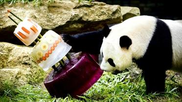Des gâteaux glacés pour l'anniversaire de deux pandas dans le zoo de Rhenen, aux Pays-Bas, le 8 août 2017  [Remko DE WAAL / ANP/AFP]