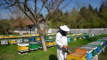 Un apiculteur près de Bucarest, le 4 avril 2013 [Daniel Mihailescu / AFP]