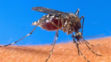 Un moustique pique de la chair humaine [ / Usda/AFP/Archives]