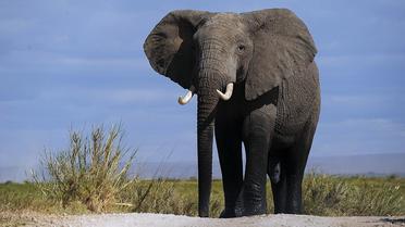 Un éléphant d'Afrique mâle dans le parc national Amboseli, au Kenya, le 7 octobre 2013 [Tony Karumba / AFP/Archives]