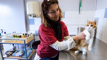 Photo prise à la SPA à Marseille montrant Oscar, le chat de cinq mois qui a été blessé après avoir été lancé par Farid Ghilas, 24 ans, lequel en avait ensuite fait une video devenue virale sur internet  [Stringer / AFP]