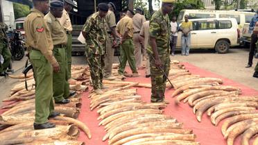 Des défenses d'éléphants saisies à Mombasa, au Kenya, le 5 juin 2014 [ / AFP/Archives]