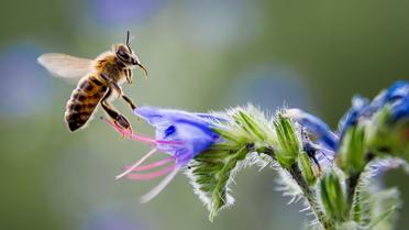Une abeille recueille le nectar d'une fleur [Phulippe Huguen / AFP/Archives]