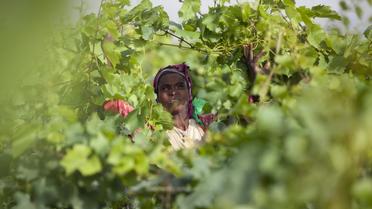 Une femme récolte les grappes de raisins dans les vignobles du groupe Castel près de Ziway en Ethiopie, le 12 juin 2014 [Zacharias Abubeker / AFP]