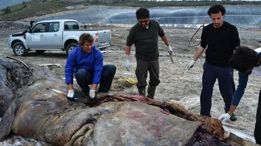 Un cachalot retrouvé échoué sur une plage d'Andalousie, le 7 mars 2013 [ / EBD-CSIC/AFP]