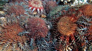 Photo de l'Institut australien des Sciences marines (AIMS), diffusée le 2 octobre 2012 et montrant une étoile de mer mangeuse de corail [Katharina Fabricius / AIMS/AFP]