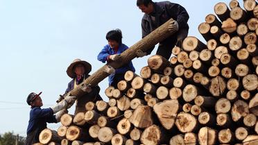 Des Chinois manipulent des troncs d'arbres sur un marché du bois à Hefei, le 24 novembre 2012 [ / AFP]