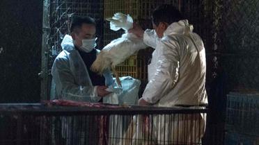 Les services sanitaires chinois ramassent des poulets morts à Shanghaï, le 5 avril 2013 [ / AFP]