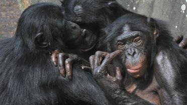 Des singes bonobos [Georges Gobet / AFP/Archives]