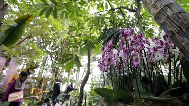 Exposition d'orchidées le 21 février 2013 dans les serres du Jardin des plantes à Paris [Pierre Verdy / AFP]