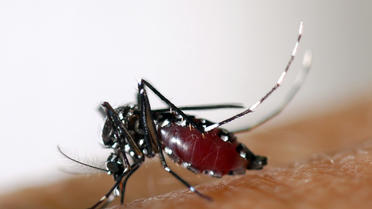 Un moustique tigre ou Aedes albopictus [ / EID Méditerranée/AFP]