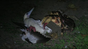 © capture Youtube Coconut Crab Conservation