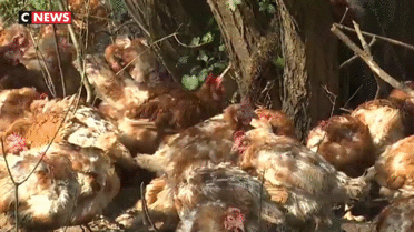 «Poule pour tous» : l'association qui sauve les poules destinées à l'abattoir