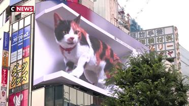 Tokyo : un chat en 3D affole les passants