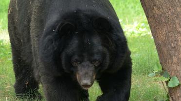 L'homme venu pêcher dans un torrent de montagne a soudainement été attaqué par un ours noir d'Asie d'1,90 m [SAM PANTHAKY / AFP/Archives]