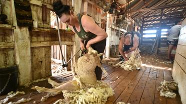 Emma Billet procède à la tonte d'un mouton, le 21 février 2018 à Trangie, en Australie [PETER PARKS / AFP]