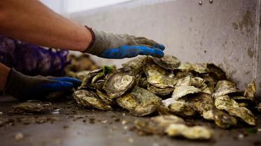 Huîtres interdites à Arcachon : les producteurs réclament une indemnisation