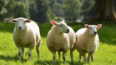 Grèce : des moutons affamés dévorent plus de 270 kg de cannabis