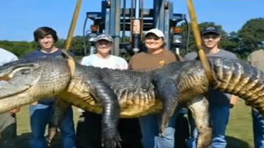 Le plus gros alligator jamais tué dans le Mississippi