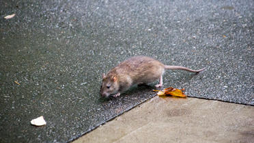 À New York, la population de rats aurait augmenté d'au moins 15% en 5 ans selon un expert