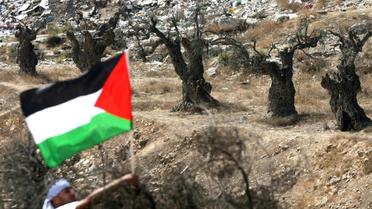 Un homme brandit un drapeau palestinien dans un champs d'oliviers à Hébron Hébron en Cisjordanie occupée, le 16 octobre 2010 [Hazem Bader / AFP]