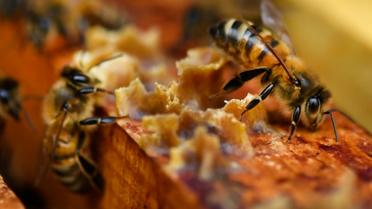 Des abeilles sur des cadres de miel à Ploerdut, dans l'ouest de la France, le 19 juin 2018  [Fred TANNEAU / AFP]