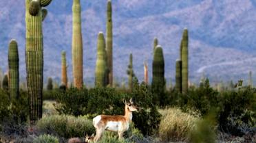Photo fournie par la réserve de la biosphère de Pinacate et du désert d'Altar d'un mâle antilope de Sonoran, le 23 mars 2016 près de la frontière entre le Mexique et les Etats-Unis [MIGUEL ANGEL GRAGEDA / AFP]