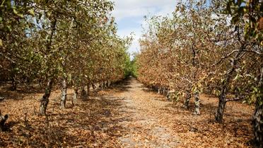 Des arbres fruitiers touchés par la sécheresse dans une ferme de Piketberg, au nord du Cap, le 7 mars 2018 [WIKUS DE WET / AFP]