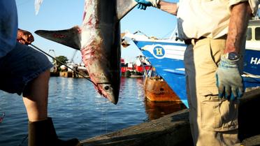 Un requin-taupe de 265 livres pesé lors du 31e Tournoi de requins-monstres de l'Atlantique Nord à State Pier 3 le 15 juillet 2017 à New Bedford, dans le Massachusetts [Maddie Meyer / GETTY IMAGES NORTH AMERICA/AFP/Archives]