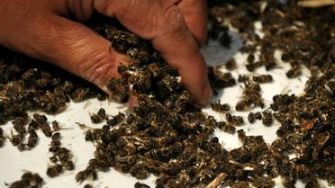 Les pesticides néonicotinoïdes tuent les abeilles [Nikolay DOYCHINOV / AFP/Archives]