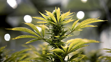Huit États américains pourraient choisir de légaliser le cannabis ce mardi 8 novembre.