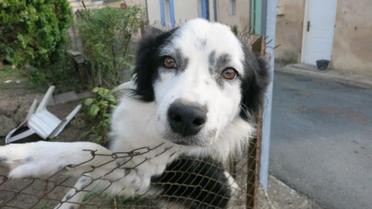 Le chien recueilli par la SPA de Bergerac est bien Gribouille selon son propriétaire. Sauf qu'aucune puce d'identification n'a été détectée. 