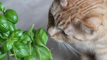 Si certaines plantes sont toxiques, le basilic ne présente quant à lui aucun danger pour le chat.
