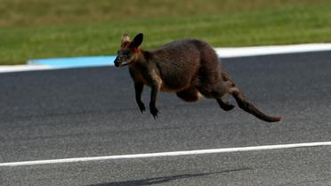 La police danoise recherche un kangourou échappé d'un domicile privé, demandant sur Twitter l'aide du public [GLENN NICHOLLS / AFP/Archives]