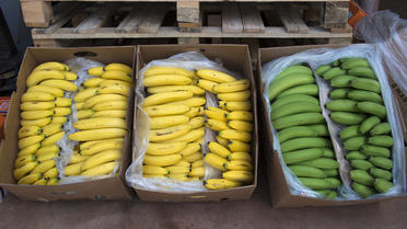 500 kilogrammes de cocaïne ont été découverts dans un chargement de bananes provenant de Colombie vendredi au marché international de Rungis. 