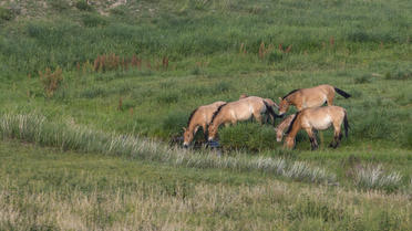 Les chevaux de Przewalski, disparus à la fin des années 1960, ont été réintroduits dans la nature