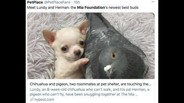 Lundy, le chihuahua, et Herman, le pigeon, sont les meilleurs amis du monde. 