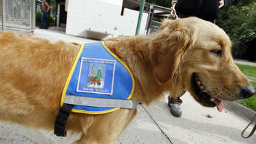 La loi stipule que les chiens d'aveugle ont accès aux transports, aux lieux publics et aux lieux permettant une activité professionnelle, formatrice ou éducative. 