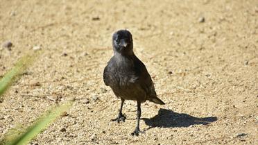 Le corbeau : découvrez son intelligence et ses capacités insolites