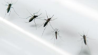 Des moustiques Aedes aegypti dans un laboratoire de Fort-de-France [PATRICE COPPEE / AFP/Archives]