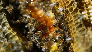 Le parquet de Lyon a ouvert une enquête préliminaire pour "administration de substances nuisibles" après une plainte d'un syndicat d'apiculteurs de l'Aisne contre Bayer [SYLVAIN THOMAS / AFP/Archives]