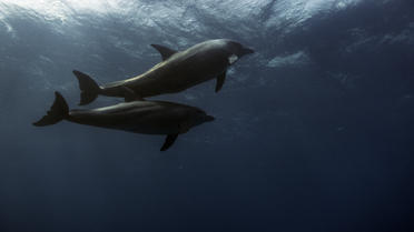 Les résultats de l'étude montrent des taux élevés de PCB dans la graisse des dauphins, l'une des principales causes du déclin des cétacés en Europe.