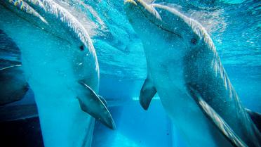 Le sanctuaire choisi devra contenir des stimulations naturelles pour les dauphins, comme des poissons et des plantes aquatiques (photo d'illustration). 