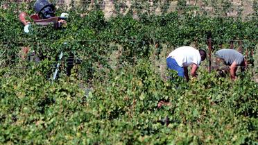 Des hommes vendangent dans un vignoble des Corbières [Pascal Pavani / AFP/Archives]
