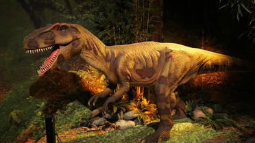 L'espèce retrouvée a vécu il y a 200 millions d'années.