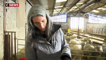 Moselle : chèvres angora et féminisation de l'agriculture